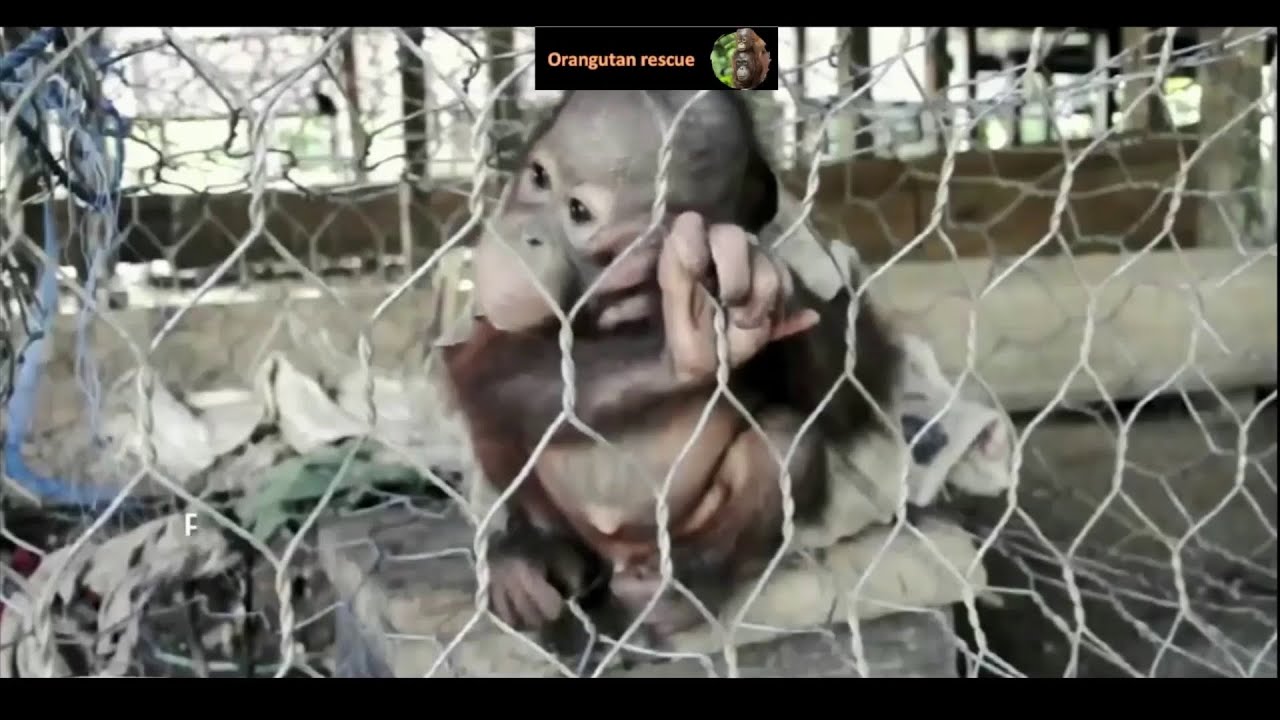 Baby orangutan rescues compilation 4. There is still time to save them (Bayi orangutan)