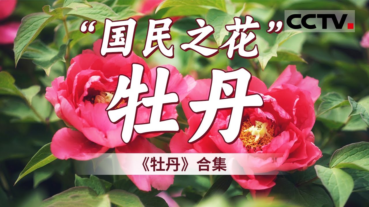 &ldquo;唯有牡丹真国色 花开时节动京城&rdquo;！记录牡丹从山野走进人间 从中国走向世界的过程！【CCTV纪录】