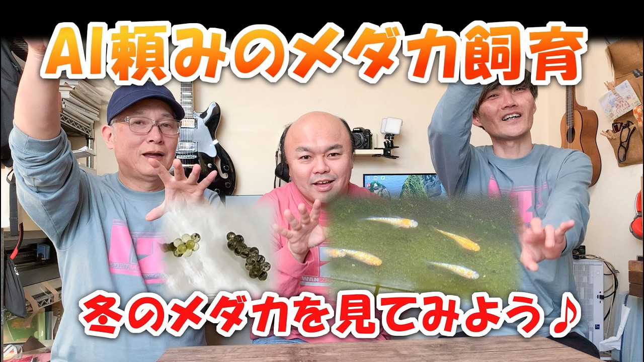 【メダカ】そういえば最近メダカどうしてる？冬のメダカ見てみよう♪