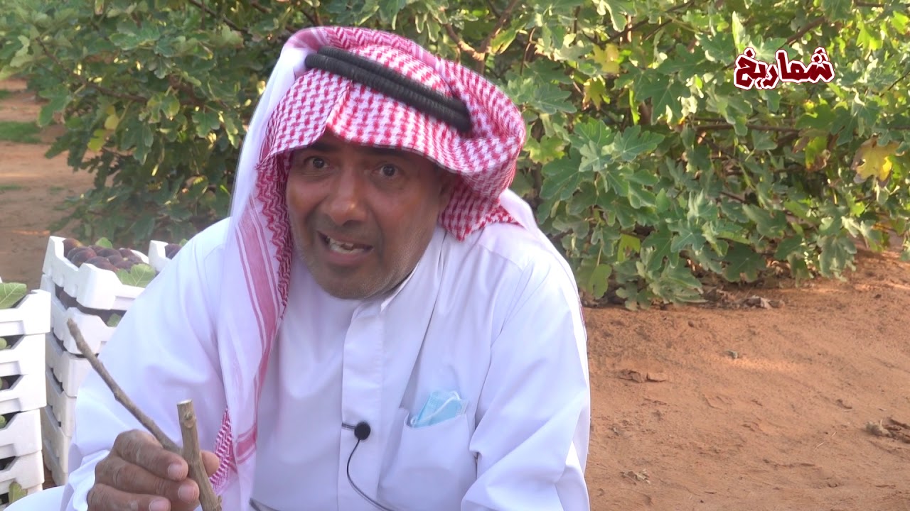 تعقيل شتلات التين في مشروع العبيد الزراعي بعنيزة