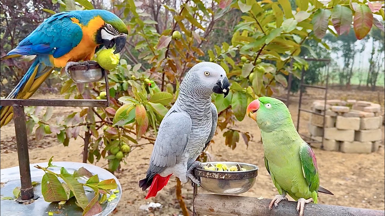 Alexandrine Parrot Greets African Grey Parrot :p