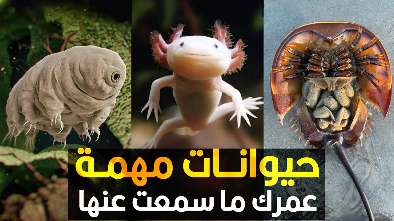 حيوانات مهمة جداً للبشر.. عمرك ما سمعت عنها