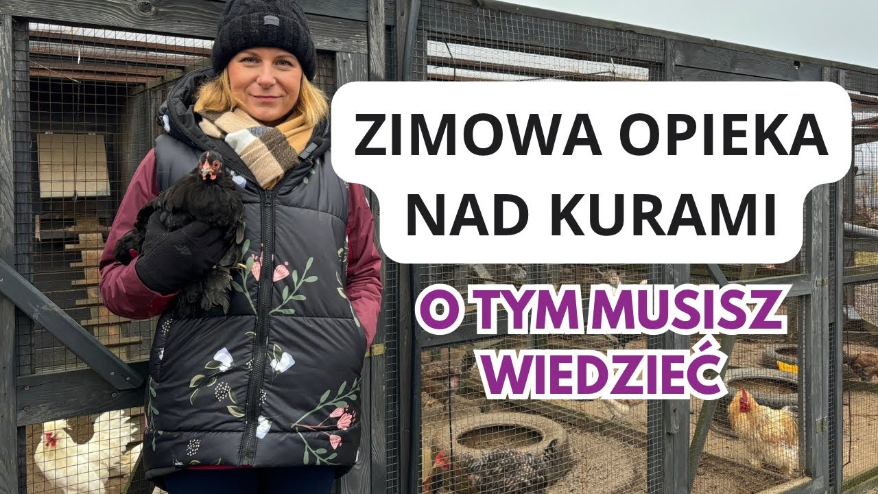 Hodowla kur - poradnik. Czy kury lubią zimę? Przygotuj kurnik do zimy.