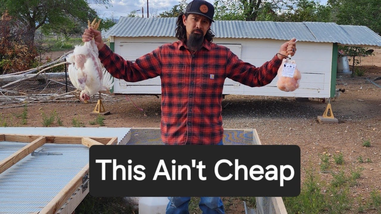 Offsetting the Cost to Homestead - 4 Week Meat Bird Update