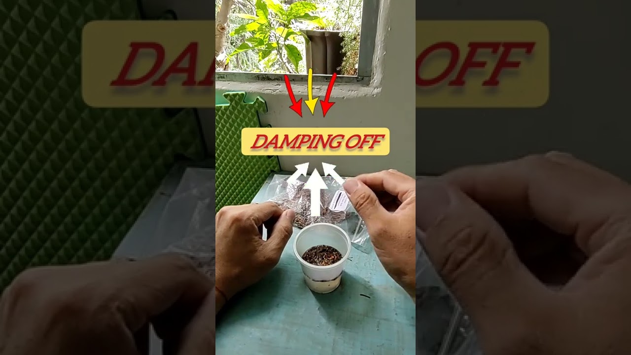 semillas de arce tridente , estratificación y germinacion