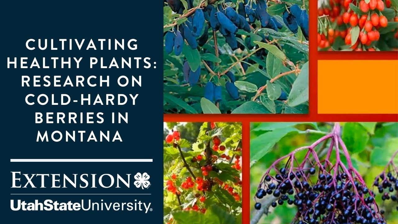 Cultivating Healthy Plants:  Research on Cold-Hardy Berries in Montana
