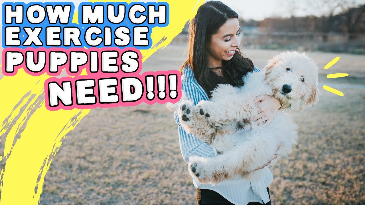 HOW TO EXERCISE PUPPY SAFELY! 🐶 Must watch for puppy parents & AVOID THIS