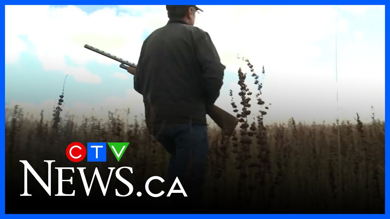 Sask. antlerless elk hunt draws criticism from hunters, wildlife group