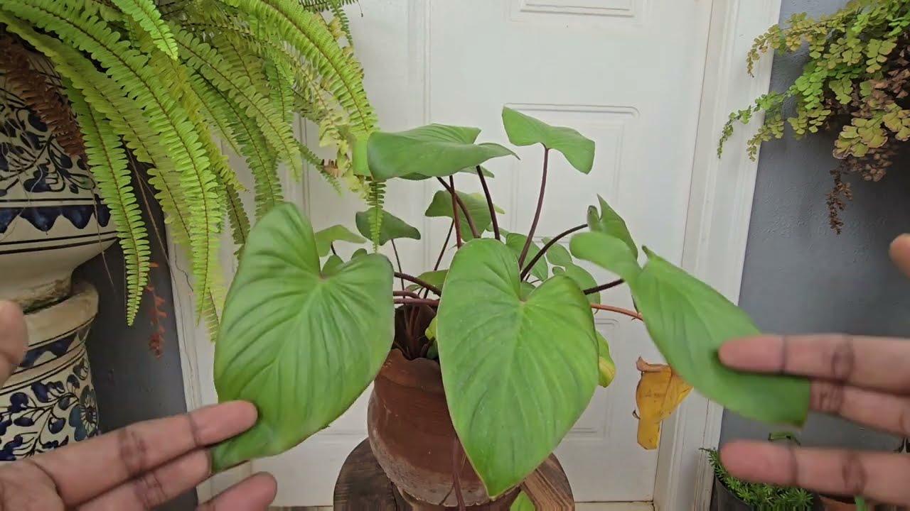 Plant Care : Homalomena | Aroid