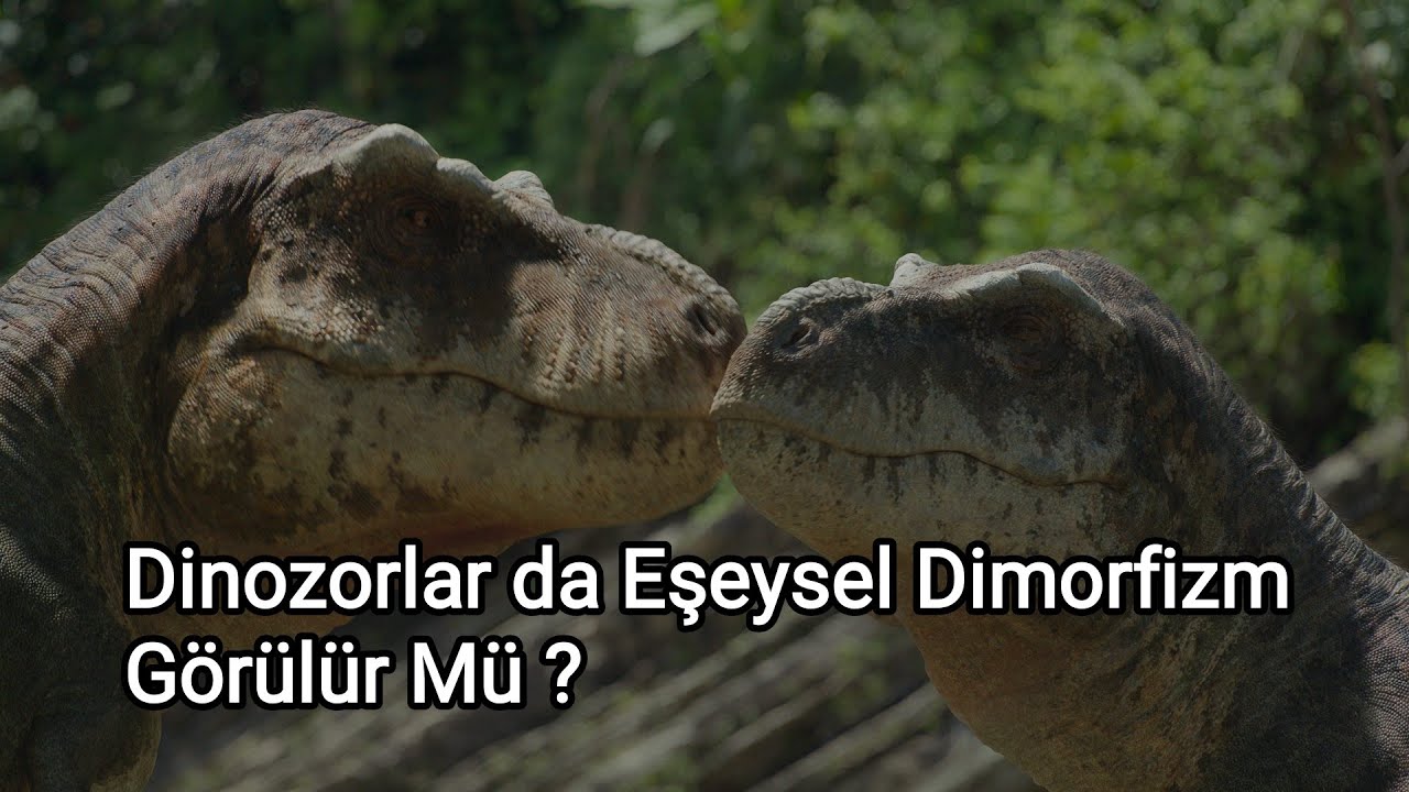 Dinozorlarda Cinsel Se&ccedil;ilim.