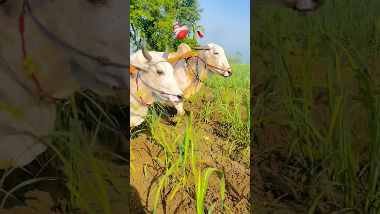 Farming ❤️🌱#humblemusic #nature #farming #love #song #punjabimusic #automobile #haryanvisong #dhani