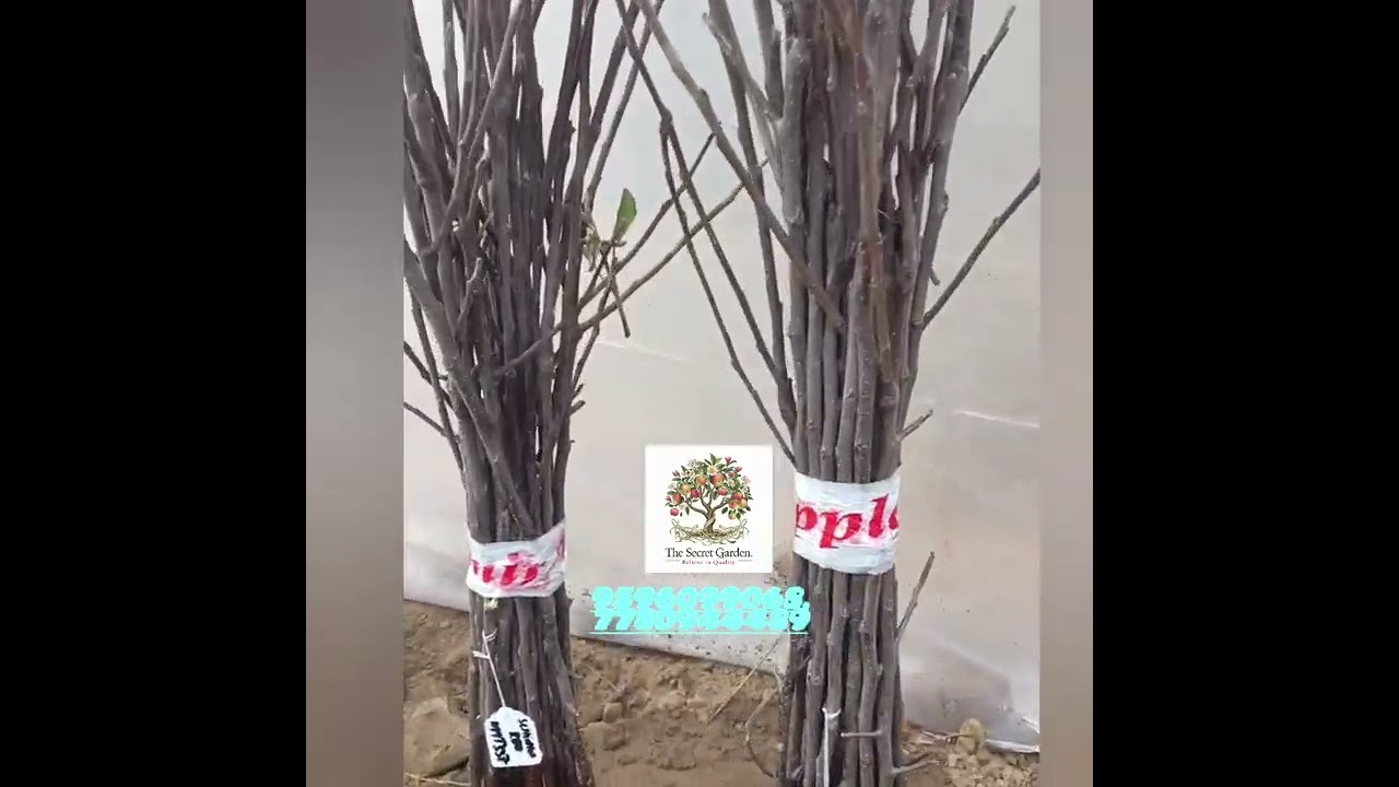 high-density plants available on rootstock M9,m111,m106..9596099068