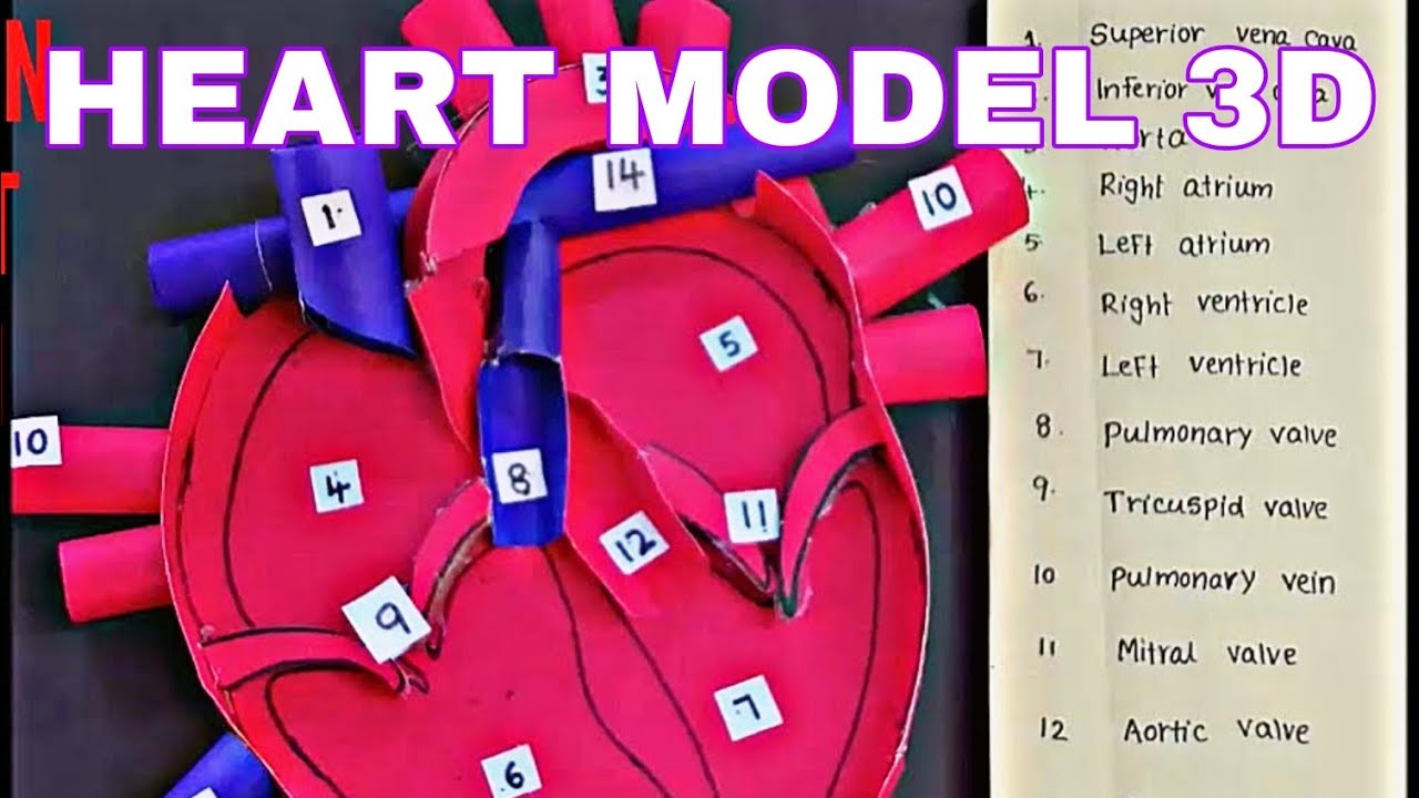 How to make human heart model |  Human heart | structure of heart | Heart 3d model | Heart model