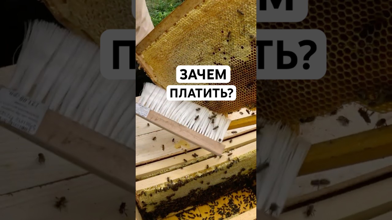 Зачем платить за пчёл, если они бесплатные?