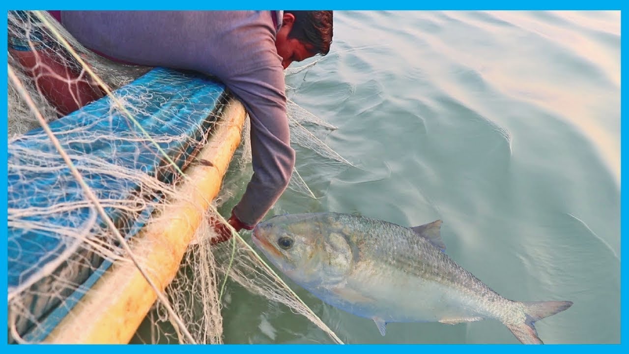 Hilsa Fishers Got this BIG Hilsa Fish by 2nd Attempt | Fish Corn