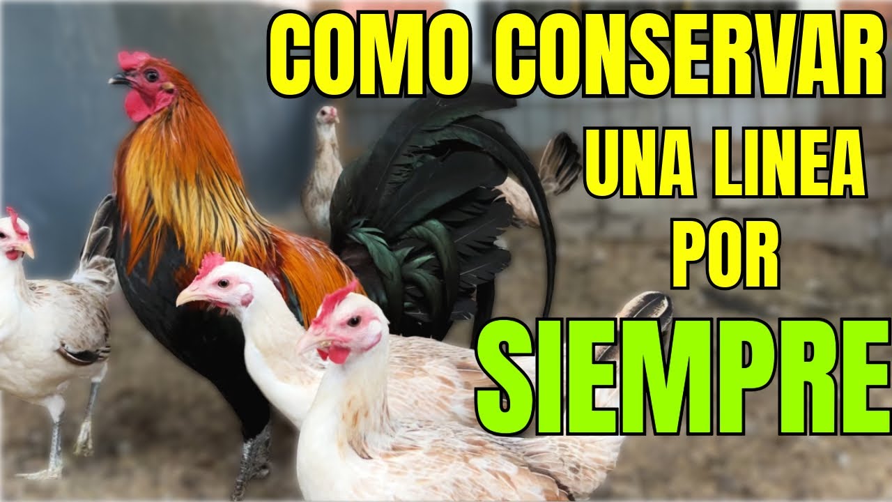 SE PODRA CONSERVAR UNA LINEA PARA SIEMPRE???... APRENDE COMO HACERLO