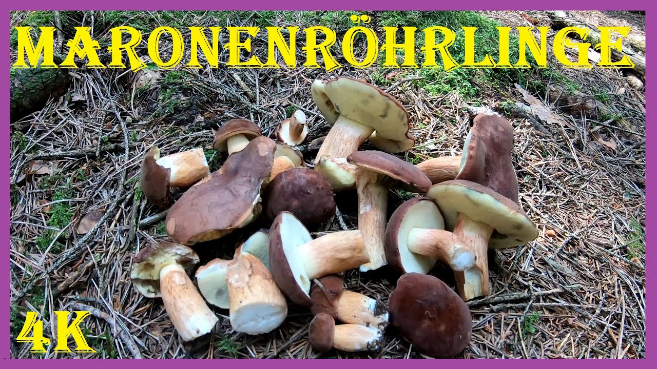 Junge Maronenr&ouml;hrlinge/Blaupilze/Braunkappen im Fichtenwald - Glucke und Flockis an anderen Stellen
