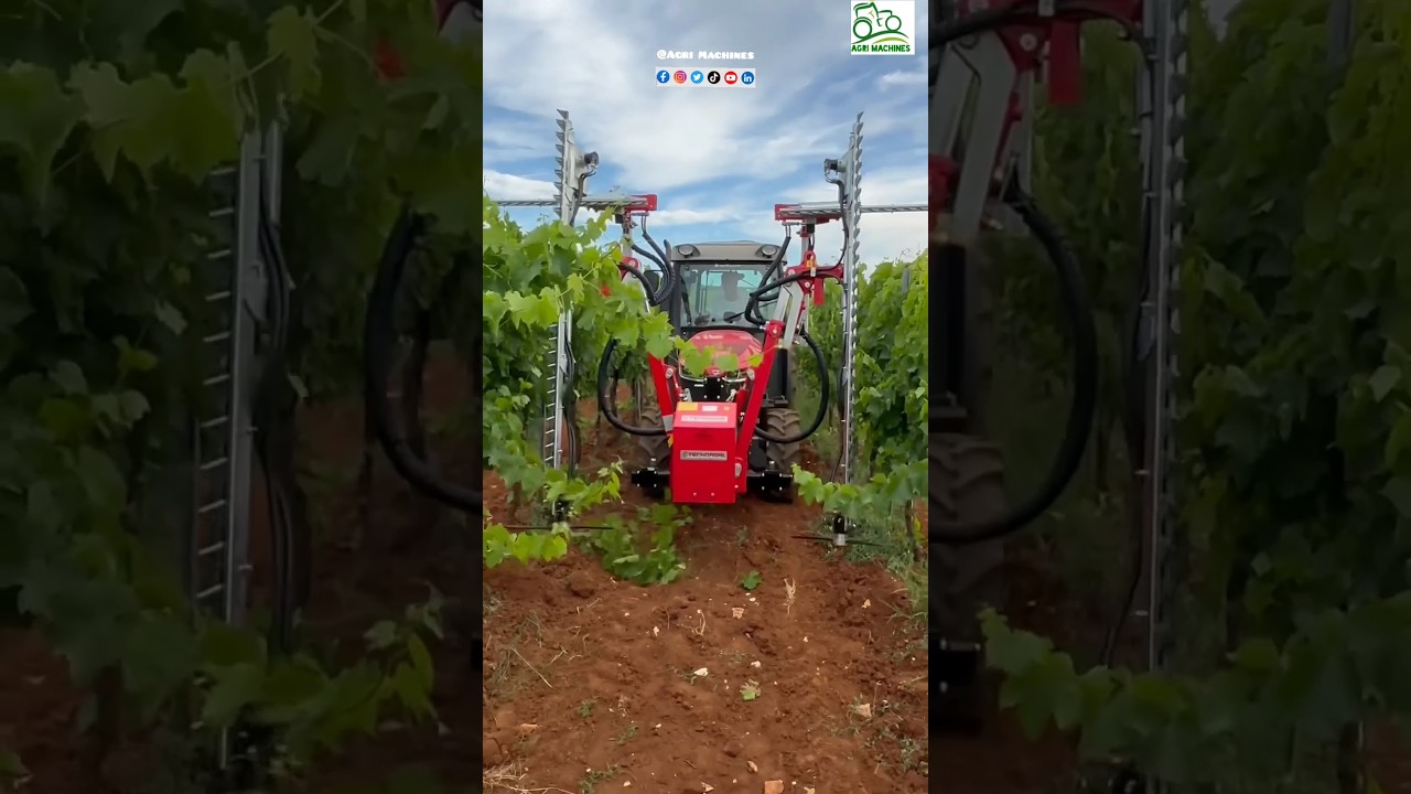 Vineyard Trimmer Machines || Green Mechanical Pruning || #vineyard #mechanical #pruning