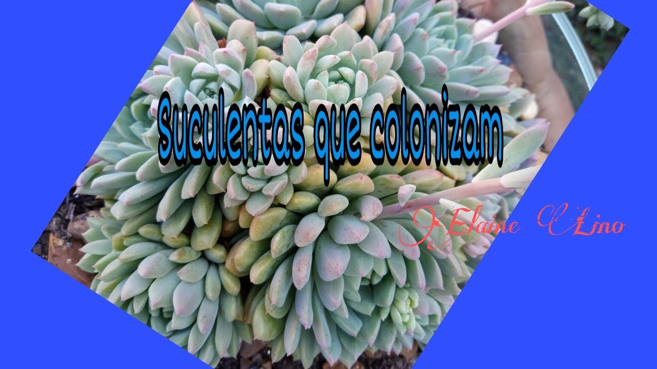 10 Suculentas que echem o vaso rápido.