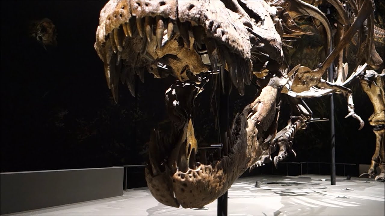 Dino's van Naturalis