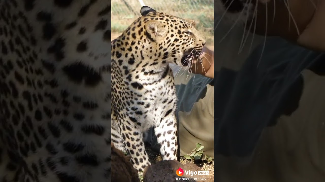 Vigo animal video