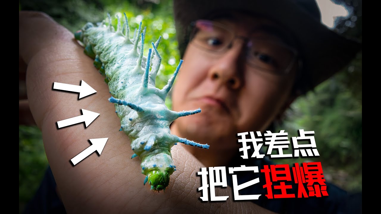 巨大毛虫掉在我身上！云南的台风天还有什么是刮不来的？| 斯洛云南文山科考记 · 三