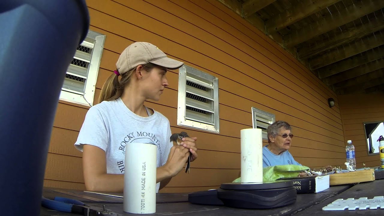 Wildcat Hills Bird Banding