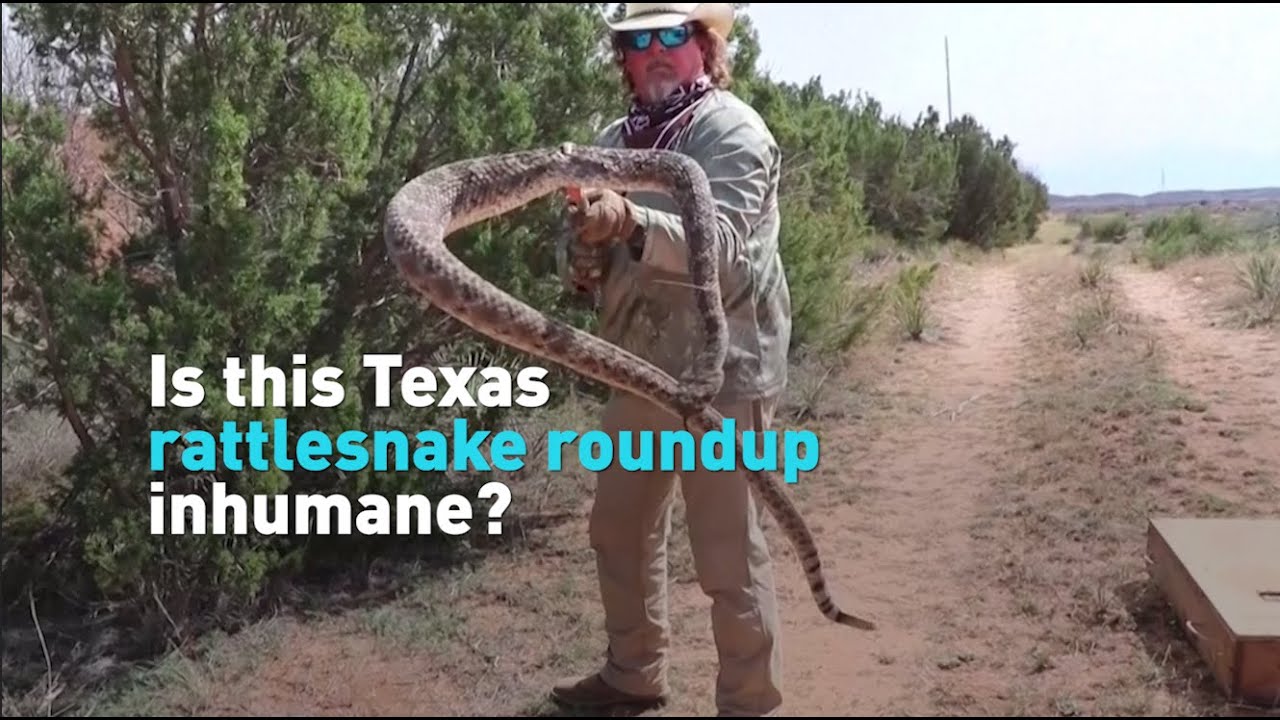Is this Texas rattlesnake roundup inhumane?