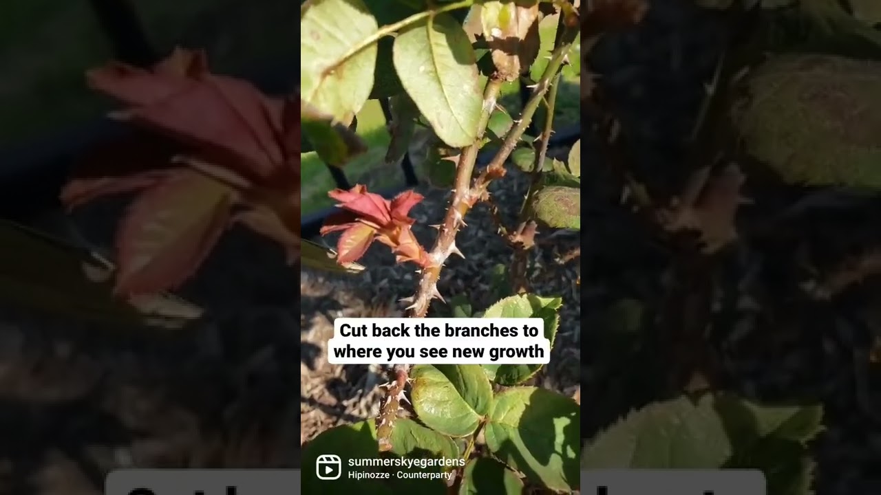 Rose pruning! It's really this simple! #roses #rosebush #rosegarden