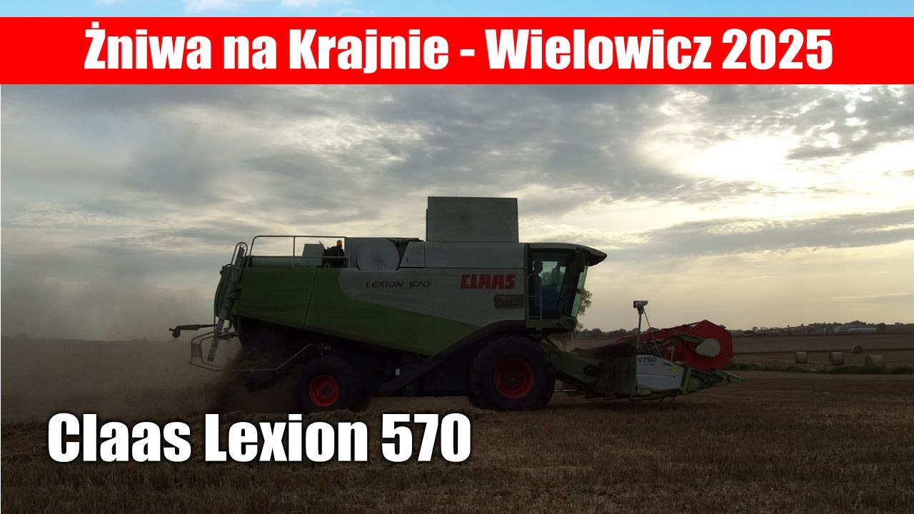 Żniwa 2025 z kombajnem Claas Lexion 570 - Wielowicz 2025