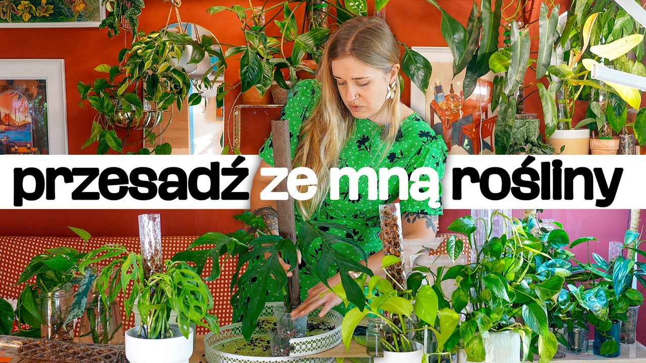 Od sadzonki do rośliny - przesadzanie zimą | paliki | epipremna