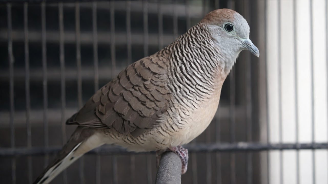 Perkutut Lokal Gacor AMPUH Untuk Pancingan Semua Burung Perkutut Agar Cepat Bunyi