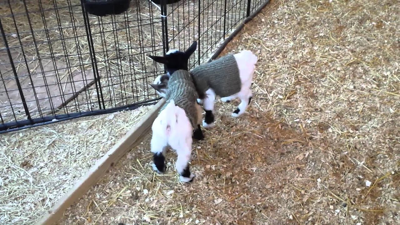 Baby Goats at Play
