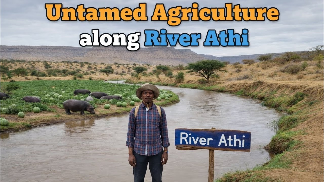 UNTAMED agriculture along River Athi in KENYA!!!