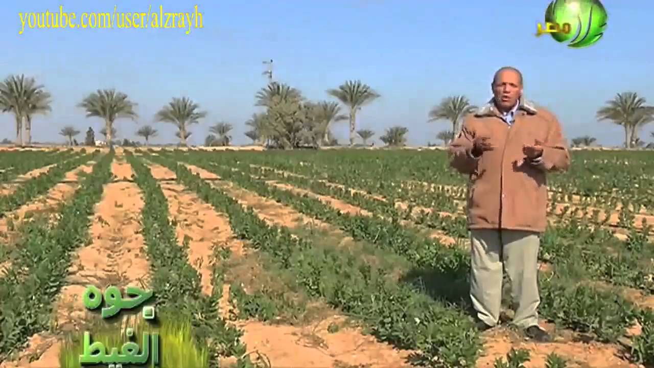 زراعة الفول البلدى ومكافحة الحشائش بالتفصيل