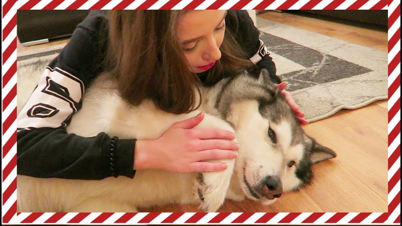VLOGMAS 21 PSY SĄ ZAZDROSNE I MOJA MUZYKA