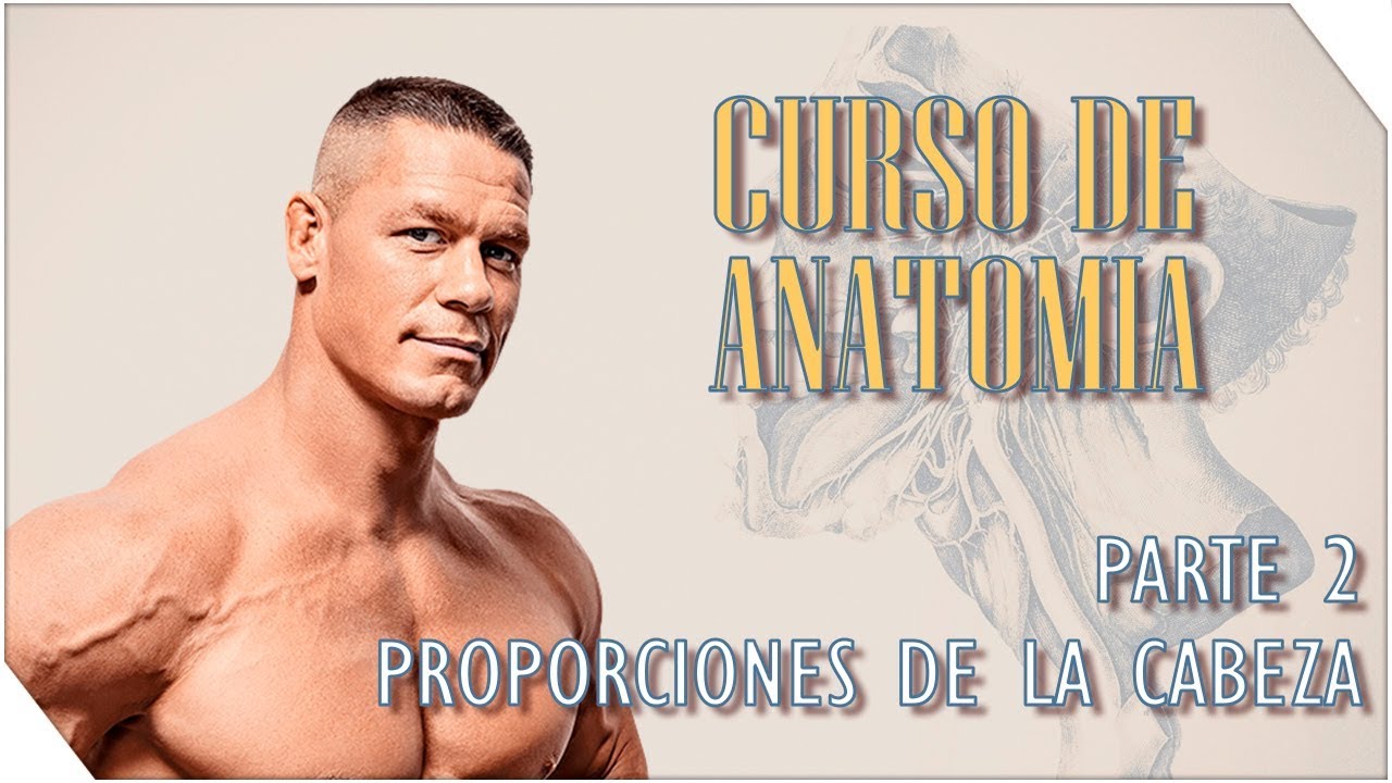 Curso de Anatomia #2 | Cabeza - Proporciones | Sergio Hualde