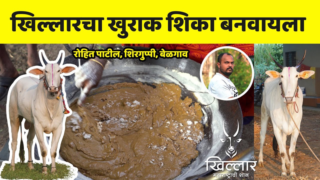 वय झालेला वळू पण नेसर्गीक रेतनासाठी परत तयार होऊ शकतो - भाग 8 | Khillar Maharashtrachi Shaan 2024