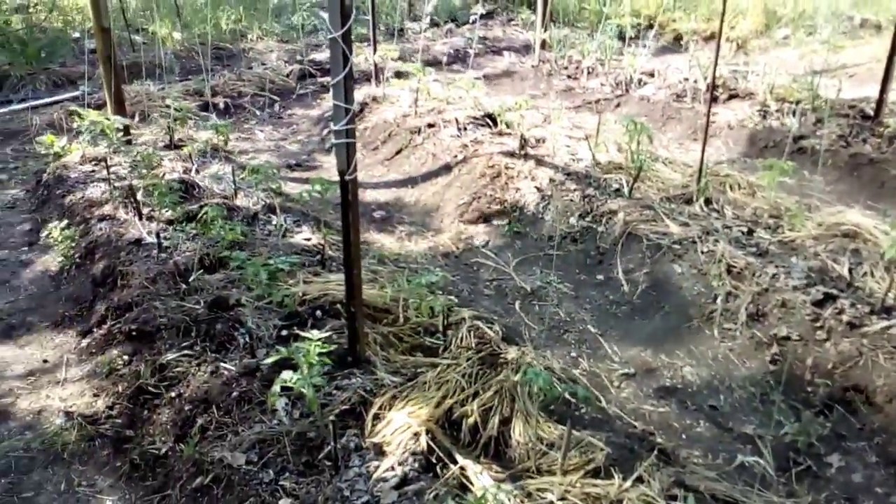 Затеняющая сетка на томатах в открытом грунте