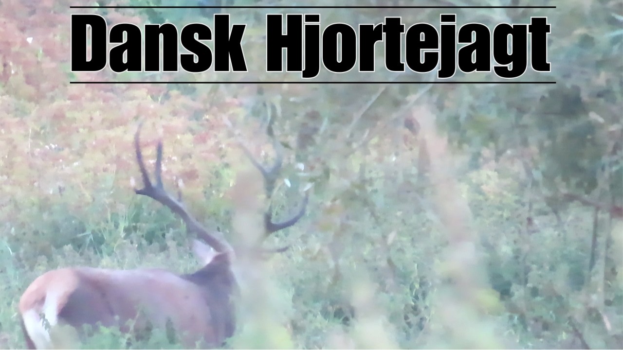 Hjortejagt i Danmark I Red Stag Hunting