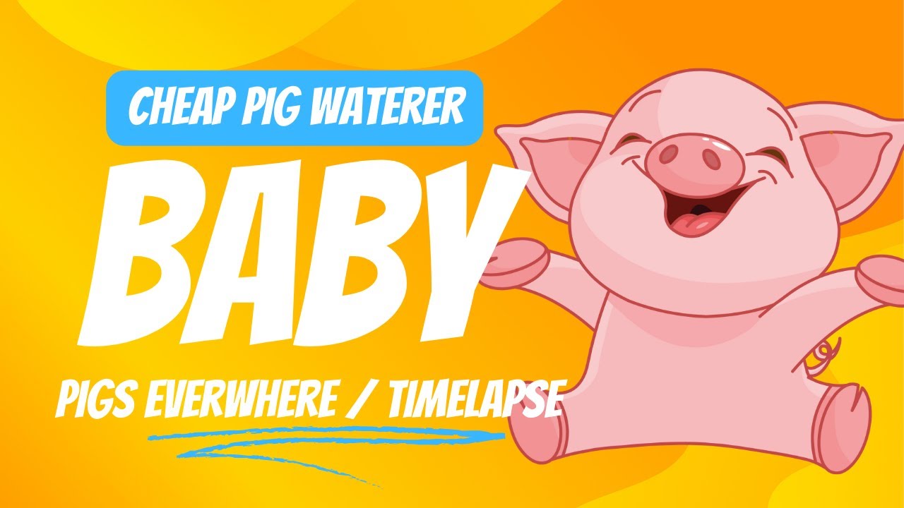 We have little pigs, cheap pig water, and piggy time lapse