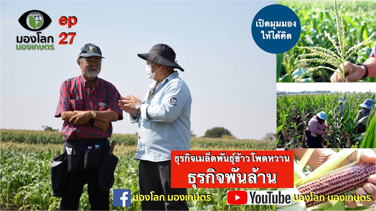 ธุรกิจเมล็ดพันธุ์ข้าวโพดหวาน ธุรกิจพันล้าน | มองโลกมองเกษตร ep27