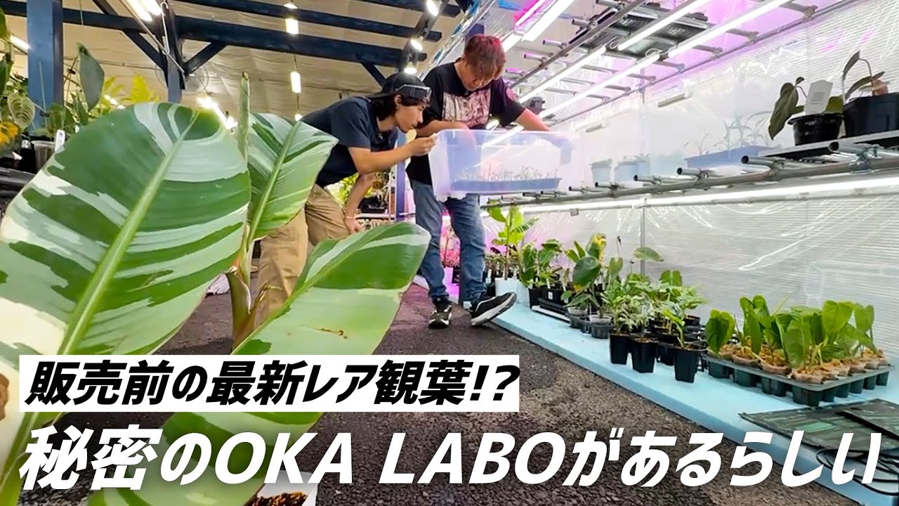 【観葉植物】隠し玉や最新のレア品種を育成するOKALABOを公開します!!