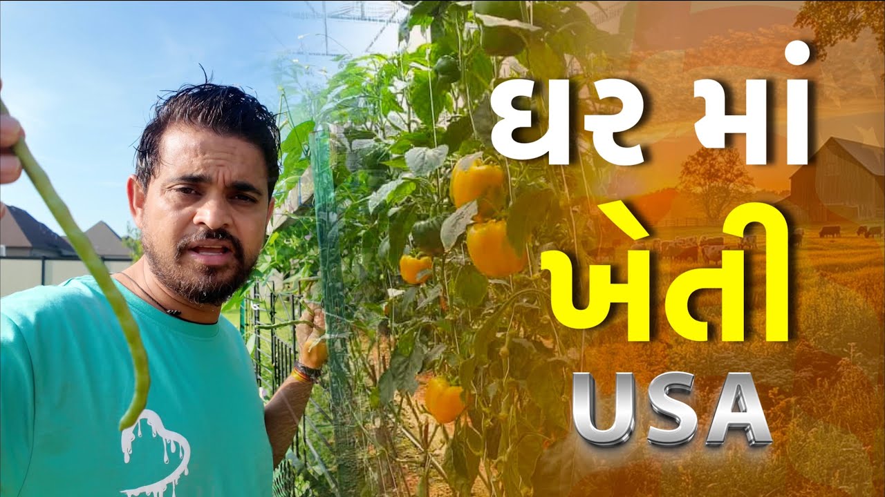 ઘર માં ખેતી | Khajur Bhai VLOGS | Jigli and Khajur | New Vlog | America 🇺🇸 | Vlog 13 | Jackson |USA 