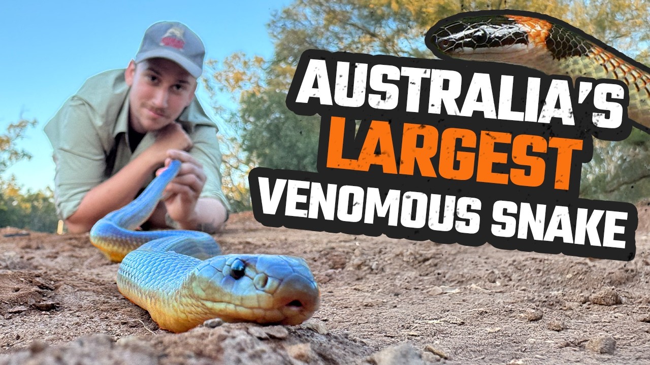 TRACKING THE KING BROWN SNAKE & WILD BEARDED DRAGON RESCUES | HERPING OUTBACK QLD EP 5