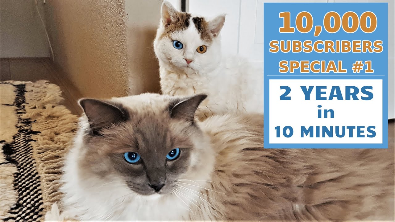 2 Years in 10 Minutes | 10,000 Subs Special Compilation | # 1| Bowie The Ragdoll Cat & Bella Kitten