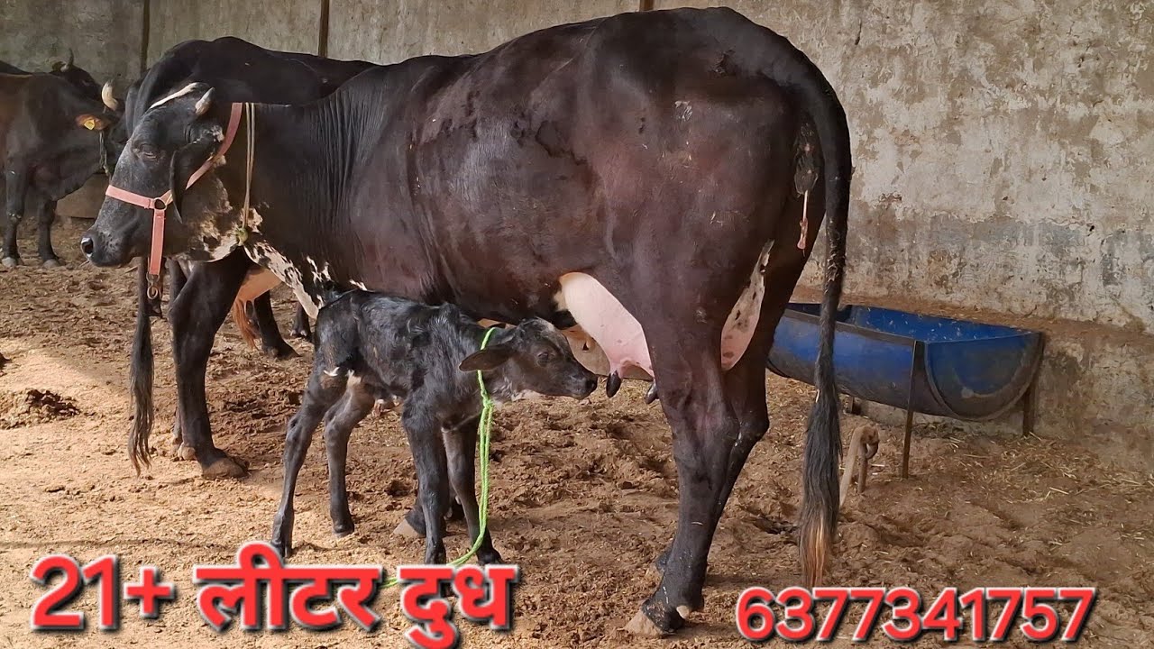 शानदार गिर क्रॉस खरीदने के लिए कॉल करे 6377341757 #cowinformation #cowcartoon