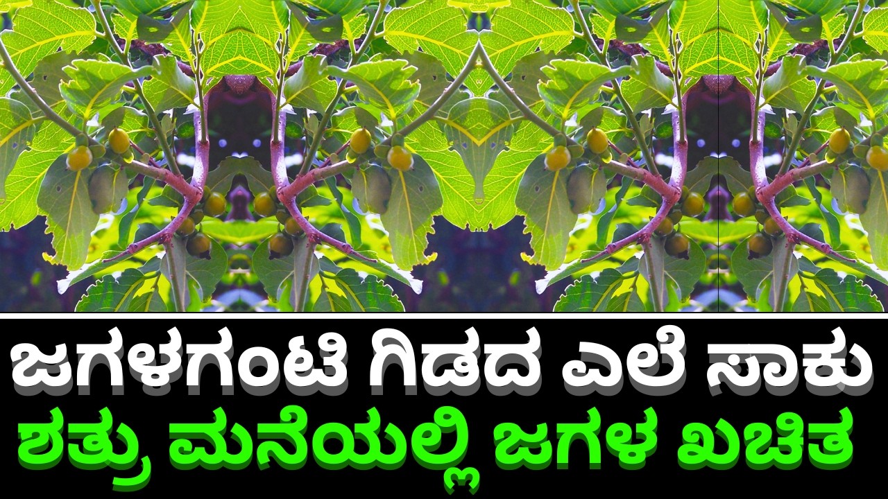 ಜಗಳಗಂಟಿ ಗಿಡದ ಎಲೆ ಸಾಕು ಶತ್ರು ಮನೆಯಲ್ಲಿ ಜಗಳ ಖಚಿತ || GIRIDHAR BHAT || TV KANNADA