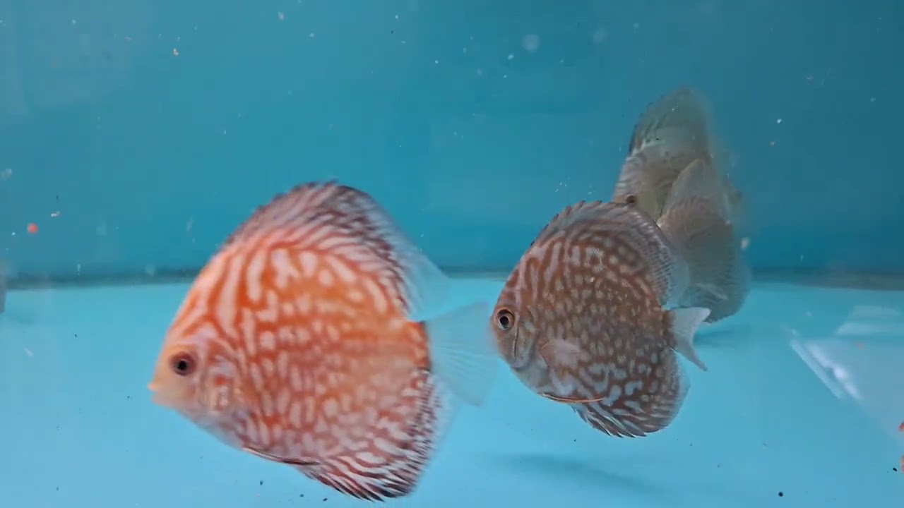 TARKUS AQUALIFE - NEW STOCK OF FISH ARRIVED   11-03-26