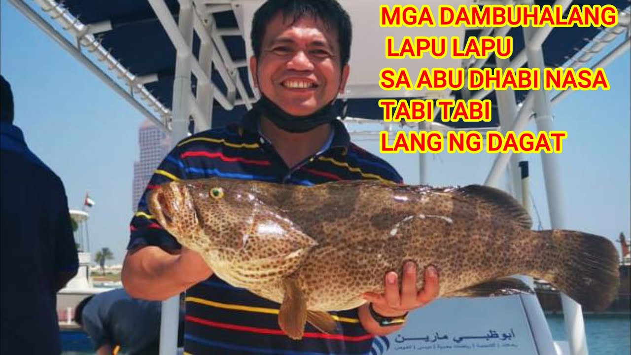Giant Grouper in Abu Dhabi UAE
